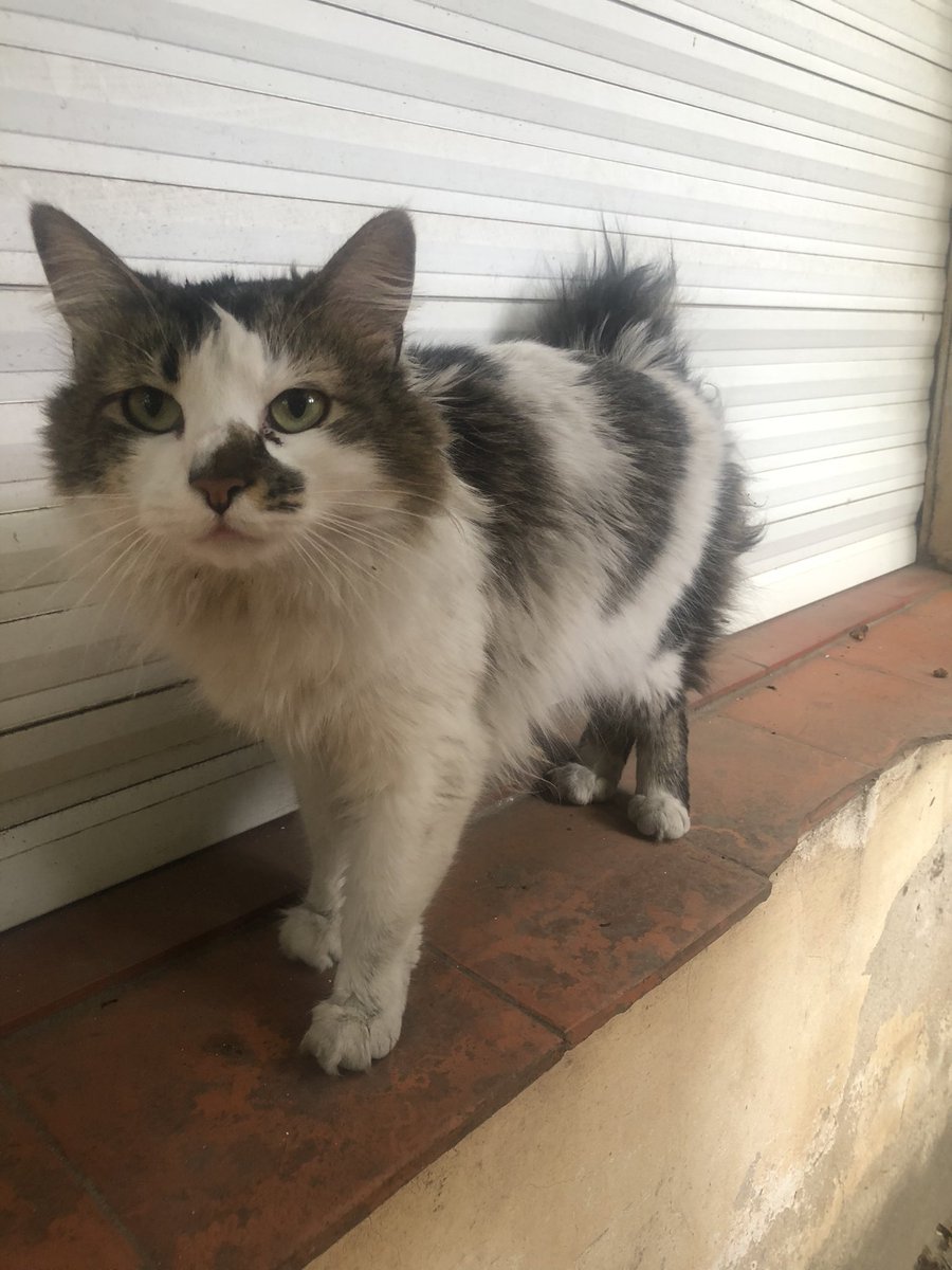 Apareció este gatitx en De la torre entre Quirno y Andrade, todo sucio y parece perdido, super mimoso. Compartir porfa 🙏🏼