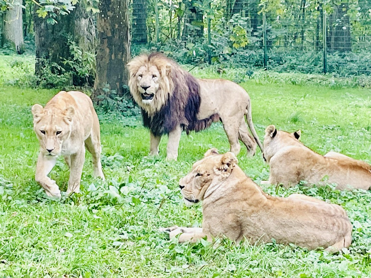 Luke Cope tweet media