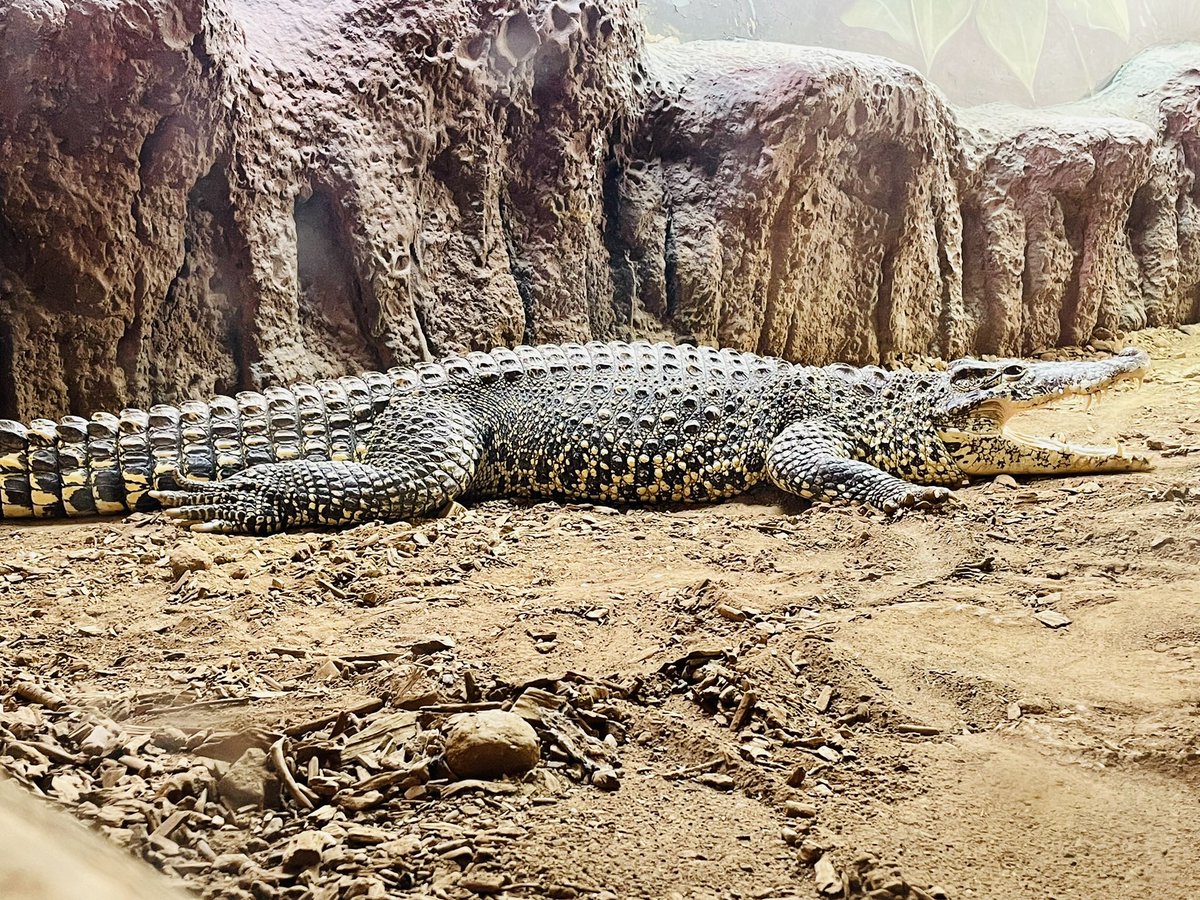 Luke Cope tweet media