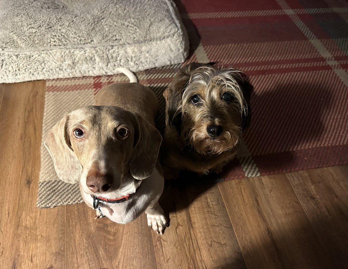 DaisyTinkerbel1's tweet photo. Is that egg on toast we see? https://t.co/Tm95TbbuCy