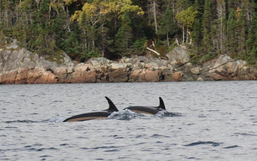 There was no bad luck for our whale watchers on Friday the 13th! We saw 20 white sided dolphins, 6 harbour porpoises, bluefin tuna, bald eagles, puffins, gannets, guillemots, & murres #whales #whalewatching #trinitynl #bonavista #bonavistapeninsula #ExploreCanada #dolphins #fall