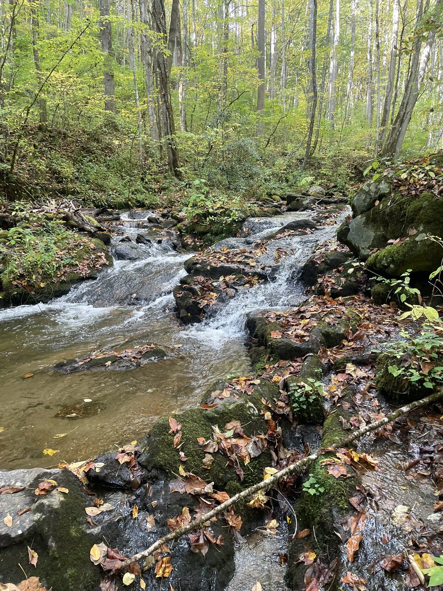 Started the morning in one really nice stream full of wild rainbows and transitioned to another small creek after lunch to pick up some wild brookies. Mission accomplished.  A really good day.