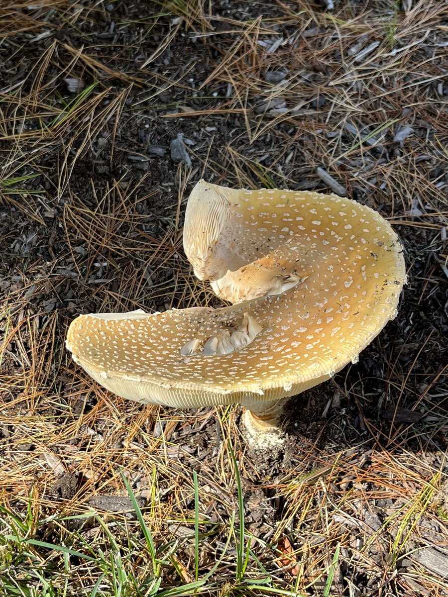 That little mushroom has gotten huge now