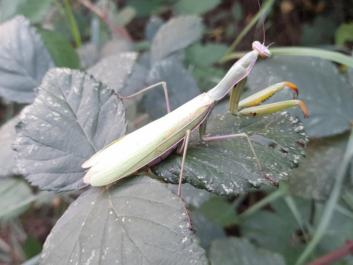 Look what the #cat brought in!
Eine #Gottesanbeterin mitten bei uns in der Siedlung in #Heidelberg. Zum Glück unverletzt zurück ins Jagdrevier.
Der stattlichen Größe wegen tippe ich auf ein #Mantis-Weibchen.

#Insektenbestimmung #Fangschrecke #Waldpädagogik #Erlebnispädagogik