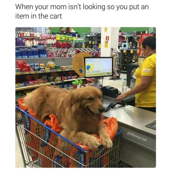 WholesomeMemes (@wholesomememe) on Twitter photo 