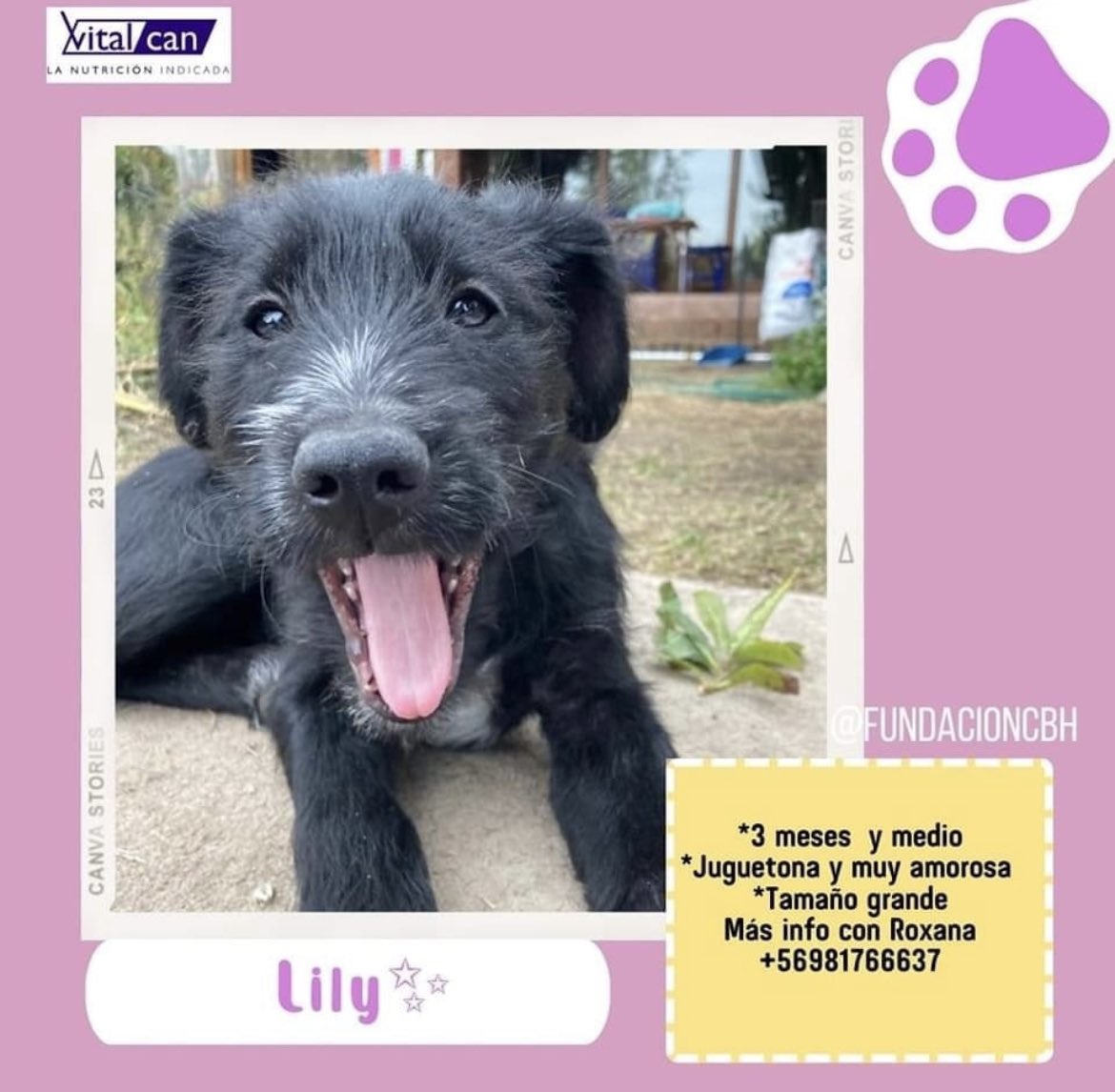 Lily  en adopción + Info en afiche sale número telefónico de rescatista 
Santiago 🇨🇱 favor ayúdanos con RT