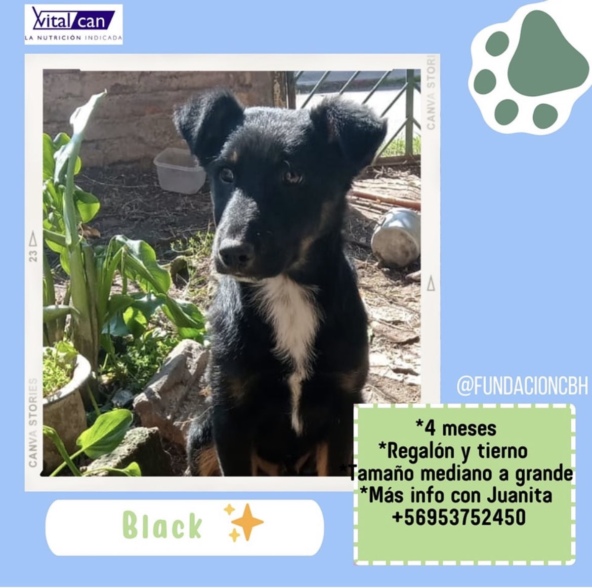 Black  en adopción + Info en afiche sale número telefónico de rescatista 
Santiago 🇨🇱 favor ayúdanos con RT