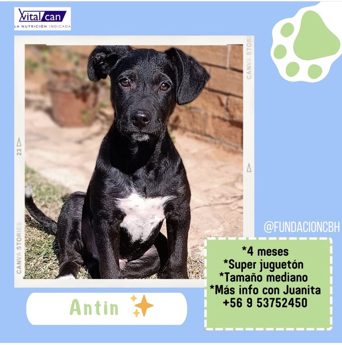 Antin  en adopción + Info en afiche sale número telefónico de rescatista 
Santiago 🇨🇱 favor ayúdanos con RT