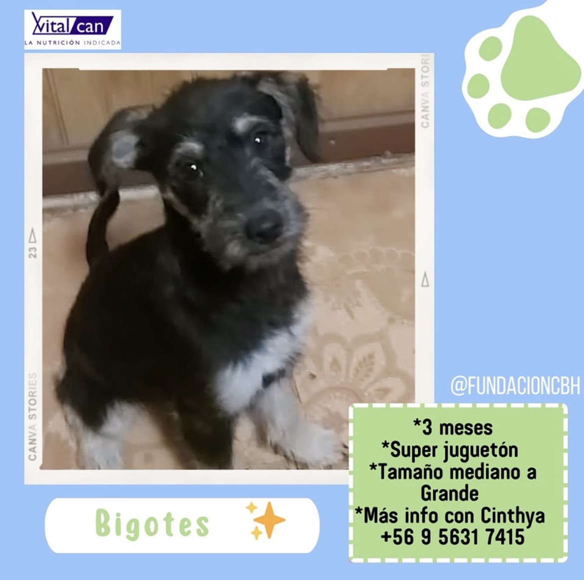 #Bigotes  en adopción + Info en afiche sale número telefónico de rescatista 
Santiago 🇨🇱 favor ayúdanos con RT