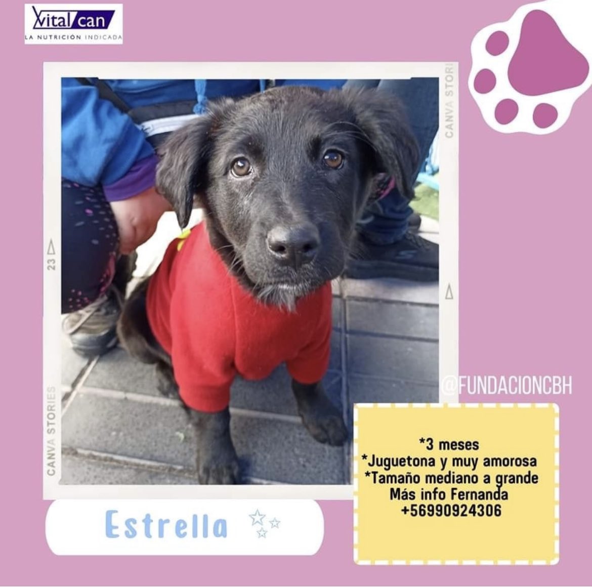 Estrella  en adopción + Info en afiche sale número telefónico de rescatista 
Santiago 🇨🇱 favor ayúdanos con RT