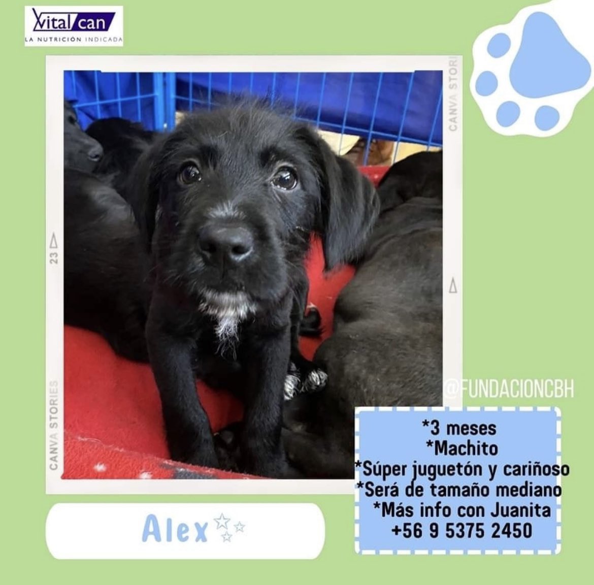 Alex  en adopción + Info en afiche sale número telefónico de rescatista 
Santiago 🇨🇱 favor ayúdanos con RT