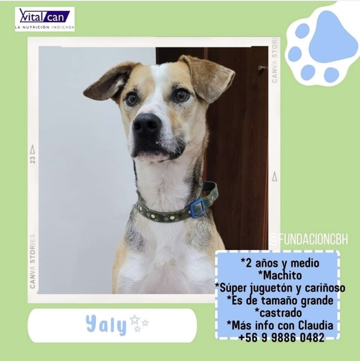 Yaly  en adopción + Info en afiche sale número telefónico de rescatista 
Santiago 🇨🇱 favor ayúdanos con RT