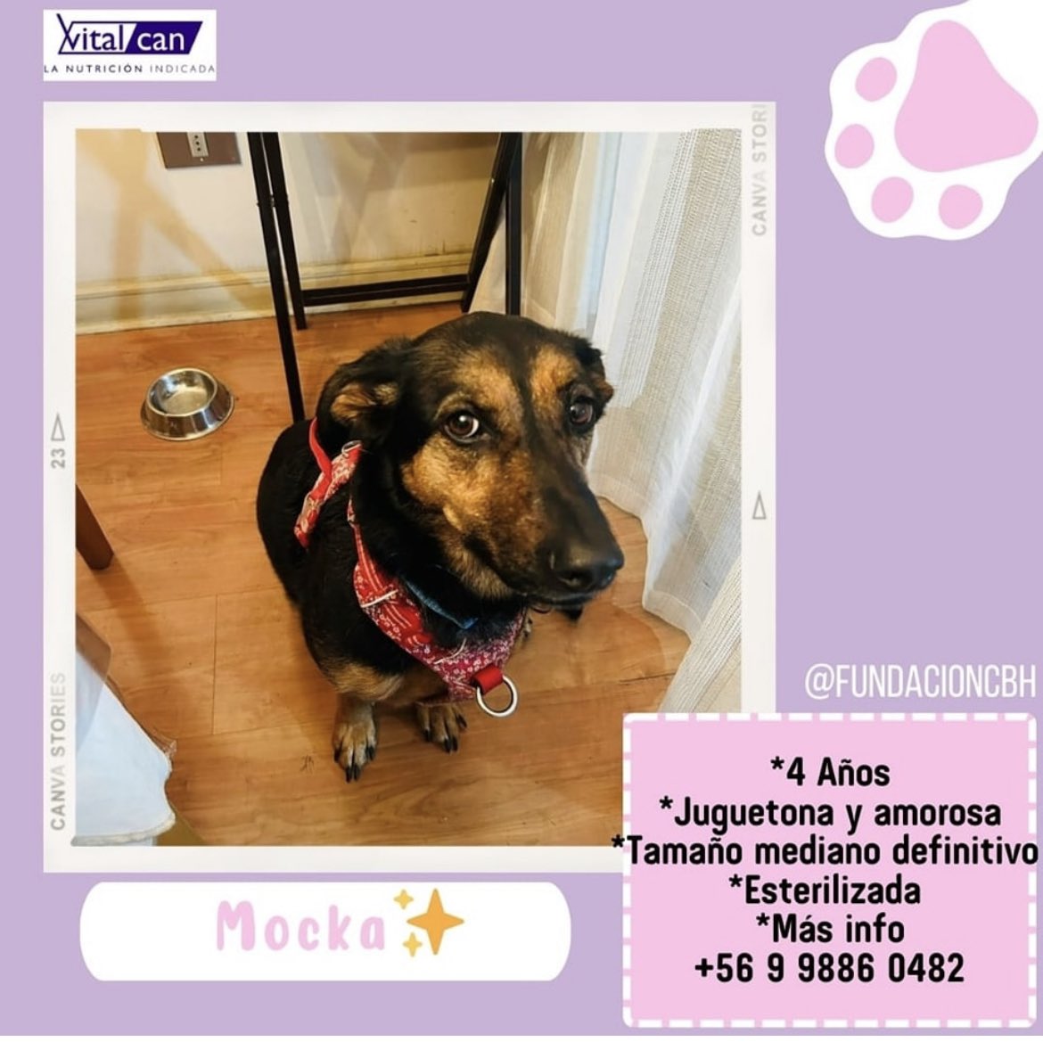 Mocka  en adopción + Info en afiche sale número telefónico de rescatista 
Santiago 🇨🇱 favor ayúdanos con RT