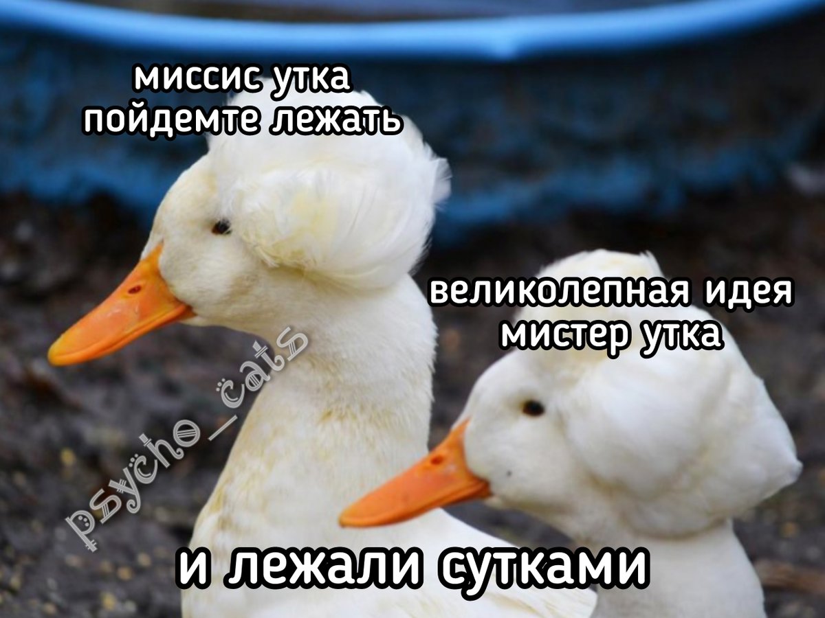 психокоты (@psycho__cats) on Twitter photo 