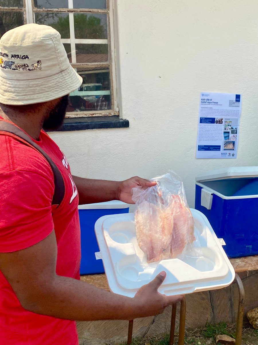 UNZimbabwe's tweet photo. ZIMPARKS supports fishery management including legislation review, research, lunar closures, &amp; law enforcement. Aims to preserving fish stocks &amp;  ensuring the sustainable use of #LakeKariba's resources. Let's protect our aquatic ecosystems!
🚫🎣 #EthicalFishing  @faosfsafrica https://t.co/V64vjJCUm9