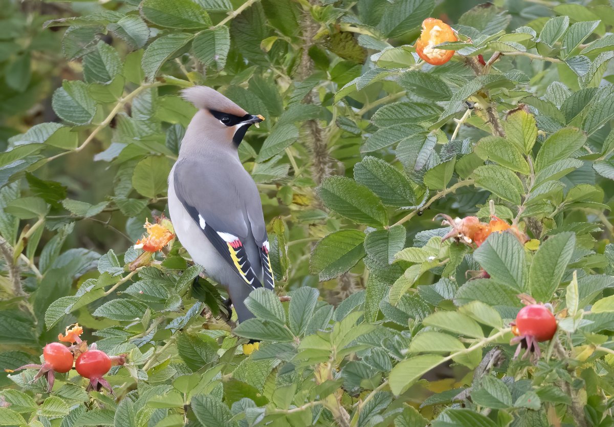 Six Waxwings in the garden briefly this afternoon. They moved on quickly, maybe our rosehips are not up to much... @NatureInShet