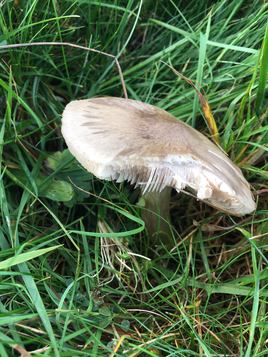 Today’s grassland fungi. Fibrous waxcap, meadow coral &amp; Entoloma infula &amp; mealy pinkgill. #Soils matter.