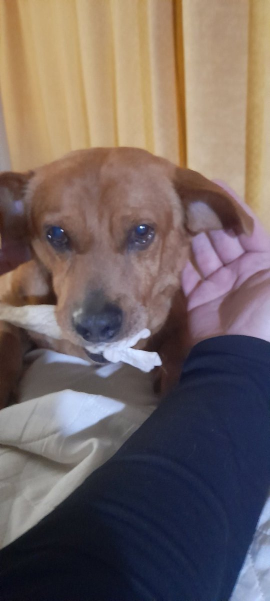 <a href="/_B___S/">B&S</a> Éste  es Pipo... su mirada  me mata de amor ❤️❤️❤️🐾🐾