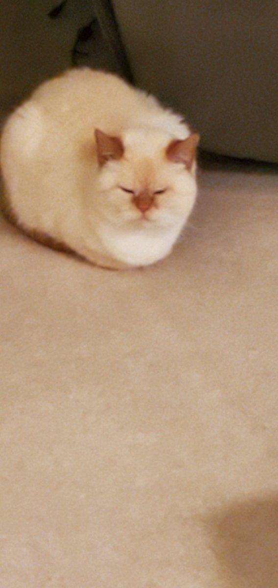 ChrisWh80792999's tweet image. Sometimes I do the loaf and wait to watch murder mysteries with Daddy in bed.