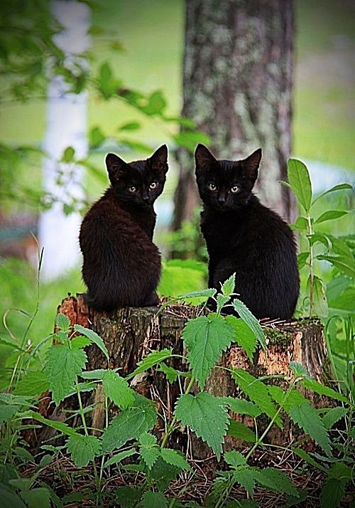 Havilah_V's tweet photo. #Caturday:
#SaturdayThe14th #Saturday14th #FridayThe13th #Friday13th #Black #ColorBlack #BlackBeauty #BlackIsBeautiful #BlackCat #BlackCats #CatsInCostumes #Kittens https://t.co/91JQ8D7xO4