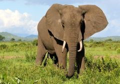 owenomobude's tweet photo. 🌏 🐘Roaming the world's wild places, seeking the untamed. #WildlifeWanderer #WildlifeWonder #NatureNurturer #animalkingdom https://t.co/HluwHXUjO1