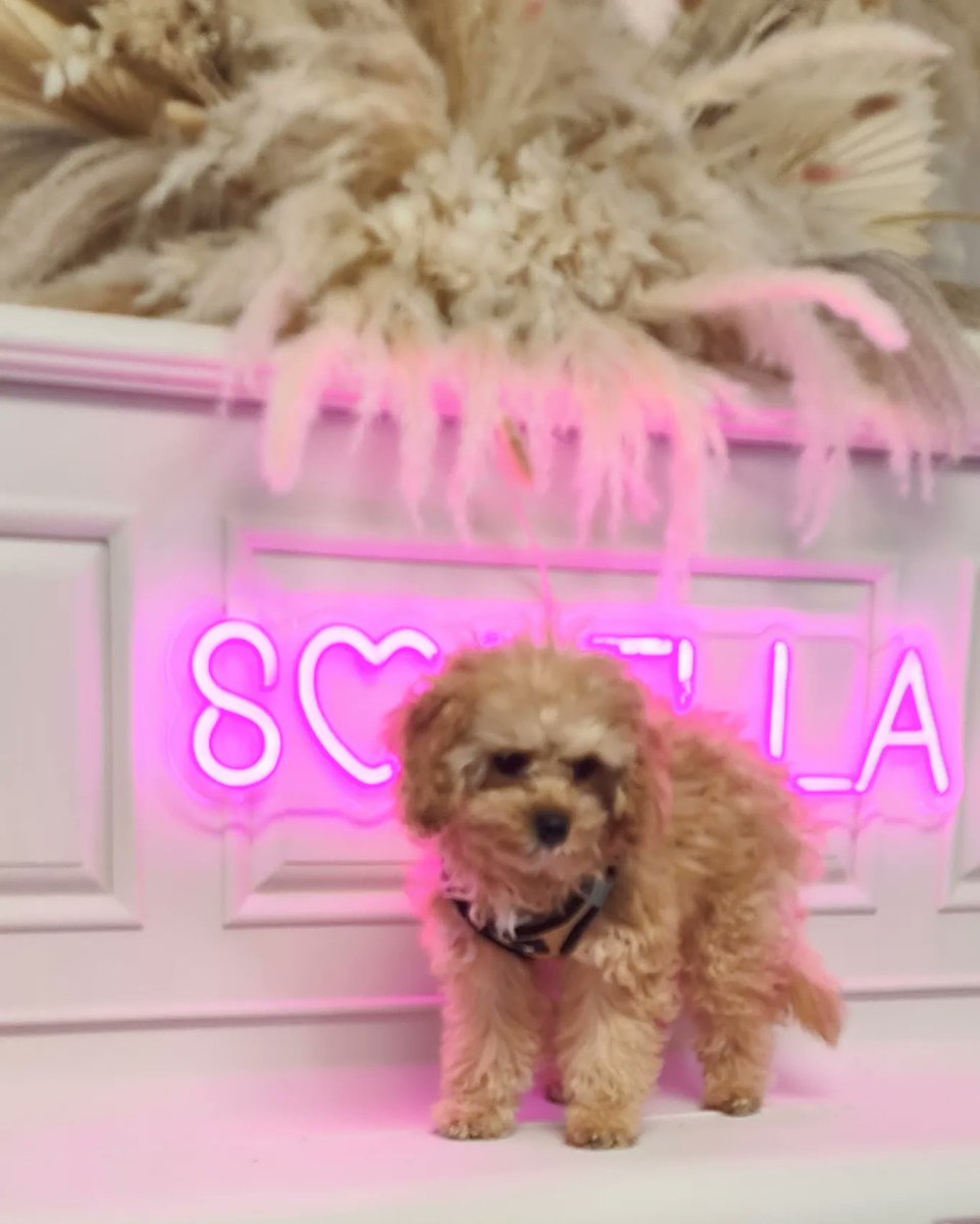 Chantel_CooperC's tweet photo. 🍁🍂Brown and cream nails for Autumn. 

Cute little visit too 🥰
#Autumn #buildergel #puppy https://t.co/yYbpRuuB3p