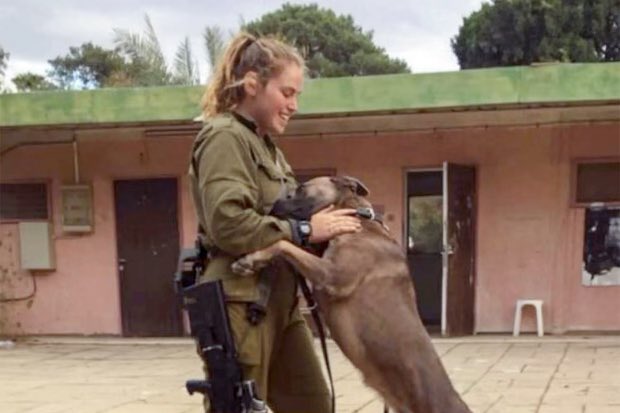 Visegrád 24 tweet media