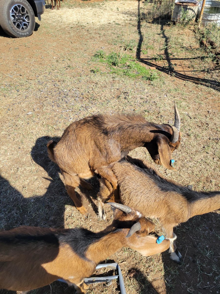 ASo1omons's tweet photo. #ranchlyfe https://t.co/E040SyTcNj