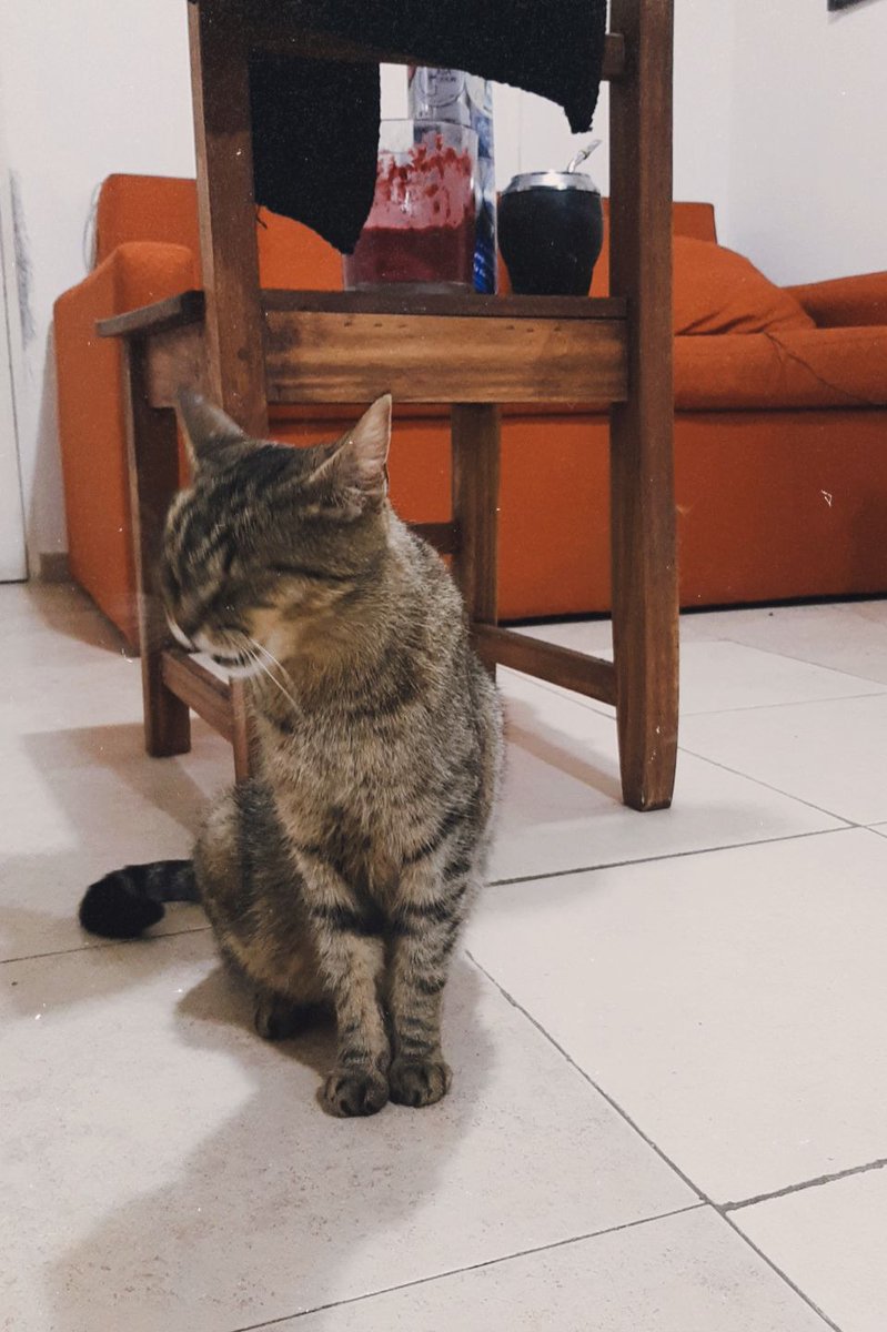 agusbello__'s tweet photo. esta bebota hermosa se llama amapola y está buscando una casita!!
hace poquito fue mamá y todo sus gatitos fueron adoptados, ella sigue esperando adopción responsable @VivireNuevaCba https://t.co/lHAkFBqm5y