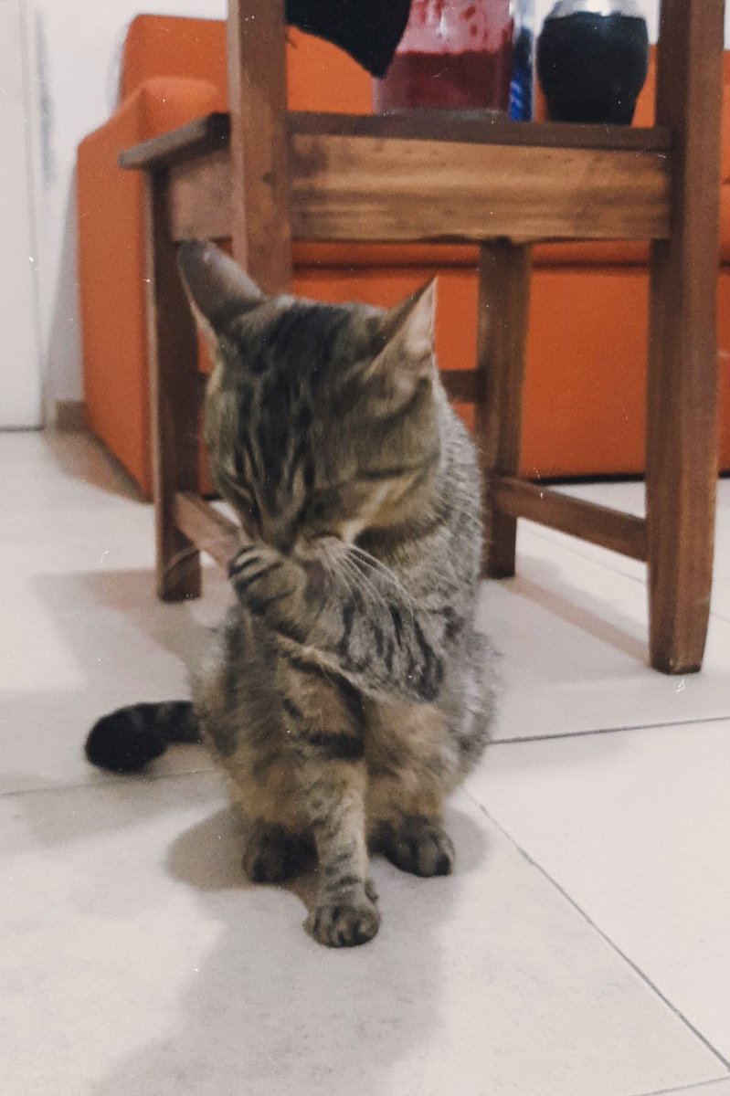 agusbello__'s tweet photo. esta bebota hermosa se llama amapola y está buscando una casita!!
hace poquito fue mamá y todo sus gatitos fueron adoptados, ella sigue esperando adopción responsable @VivireNuevaCba https://t.co/lHAkFBqm5y