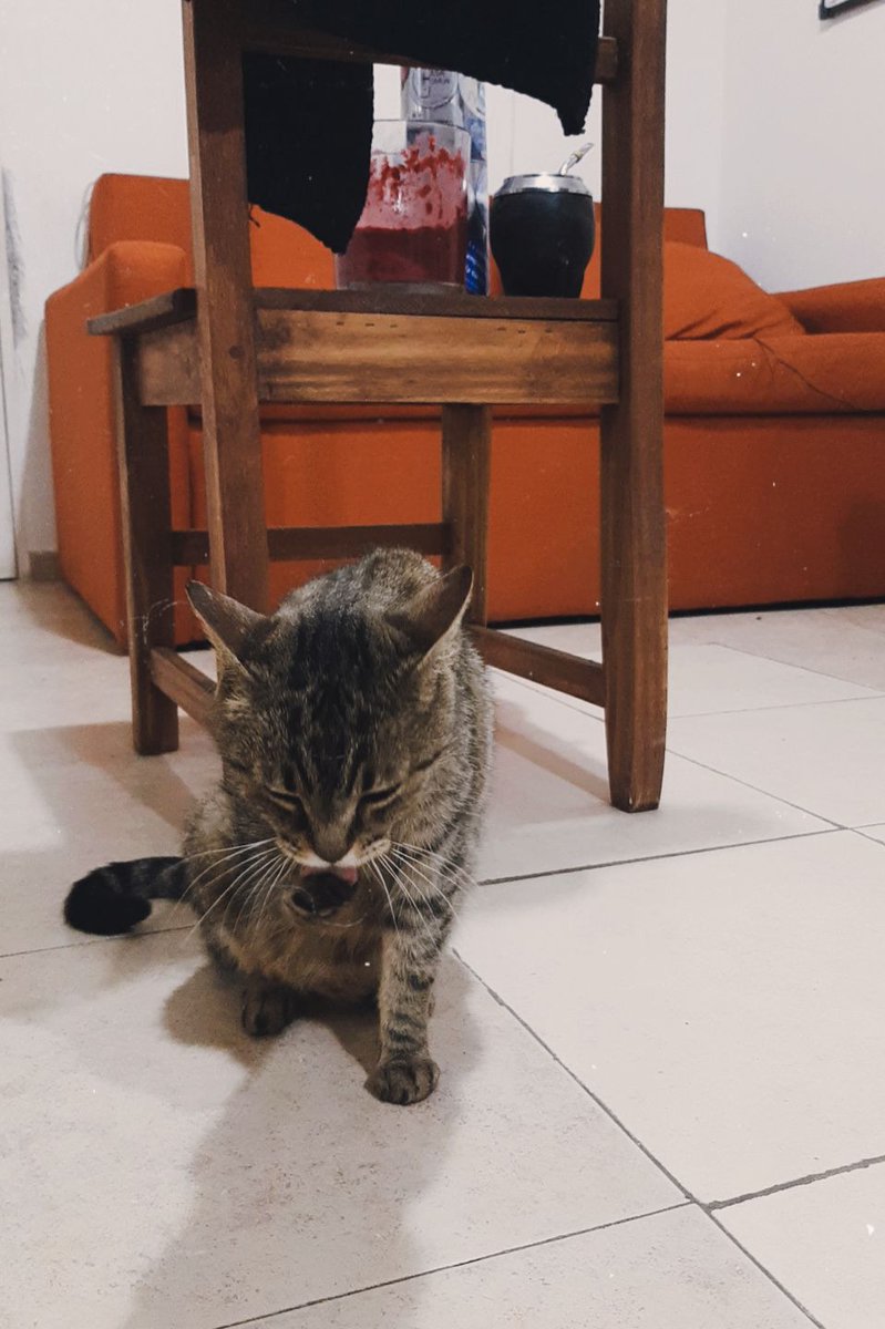 agusbello__'s tweet photo. esta bebota hermosa se llama amapola y está buscando una casita!!
hace poquito fue mamá y todo sus gatitos fueron adoptados, ella sigue esperando adopción responsable @VivireNuevaCba https://t.co/lHAkFBqm5y