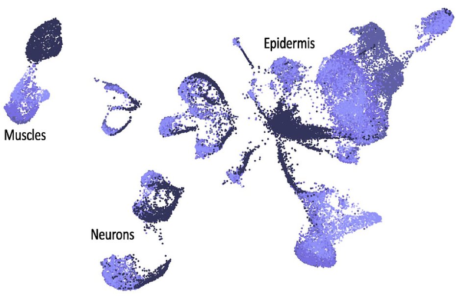 Looking for a PhD student to work on an exciting project, combining experimental and computational work, to reconstruct and compare gene regulatory networks used in leg development and regeneration. /1