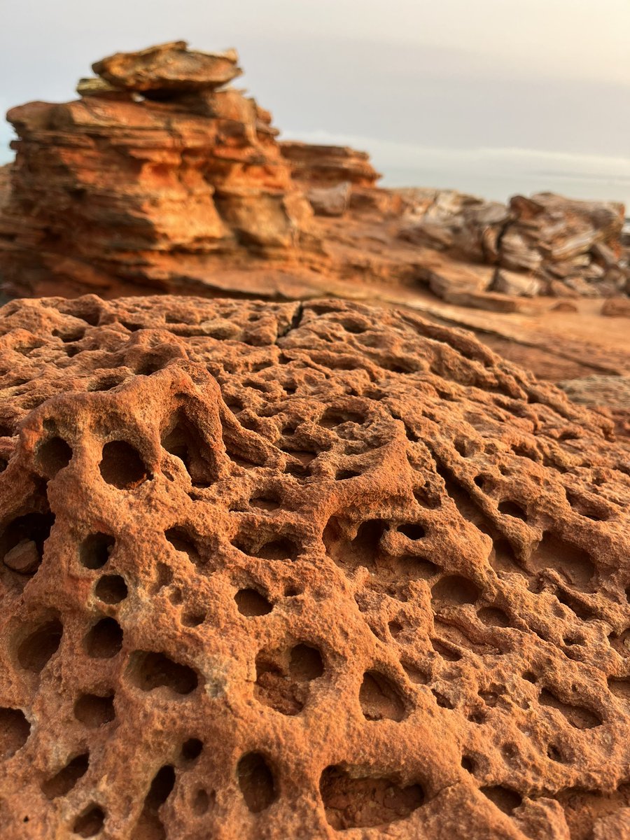 Trent Thorne tweet media