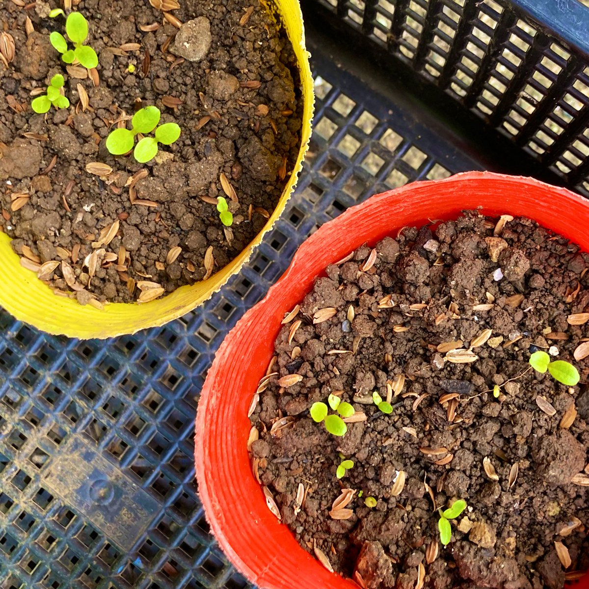 SeaGreen5Midori's tweet photo. レタスの発芽🌱
ポットと直に種を蒔いた2パターンで育て中
発芽はポットが早かったわ🌱（╹◡╹）
#レタス
#発芽
#芽
#家庭菜園
#菜園
#チビ菜園 https://t.co/s7HuDkqjWe
