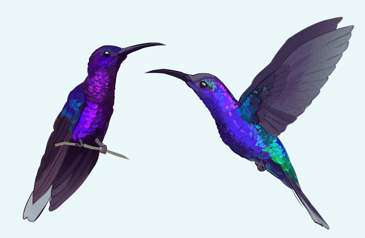 Birdtober 14 - Violet Sabrewing