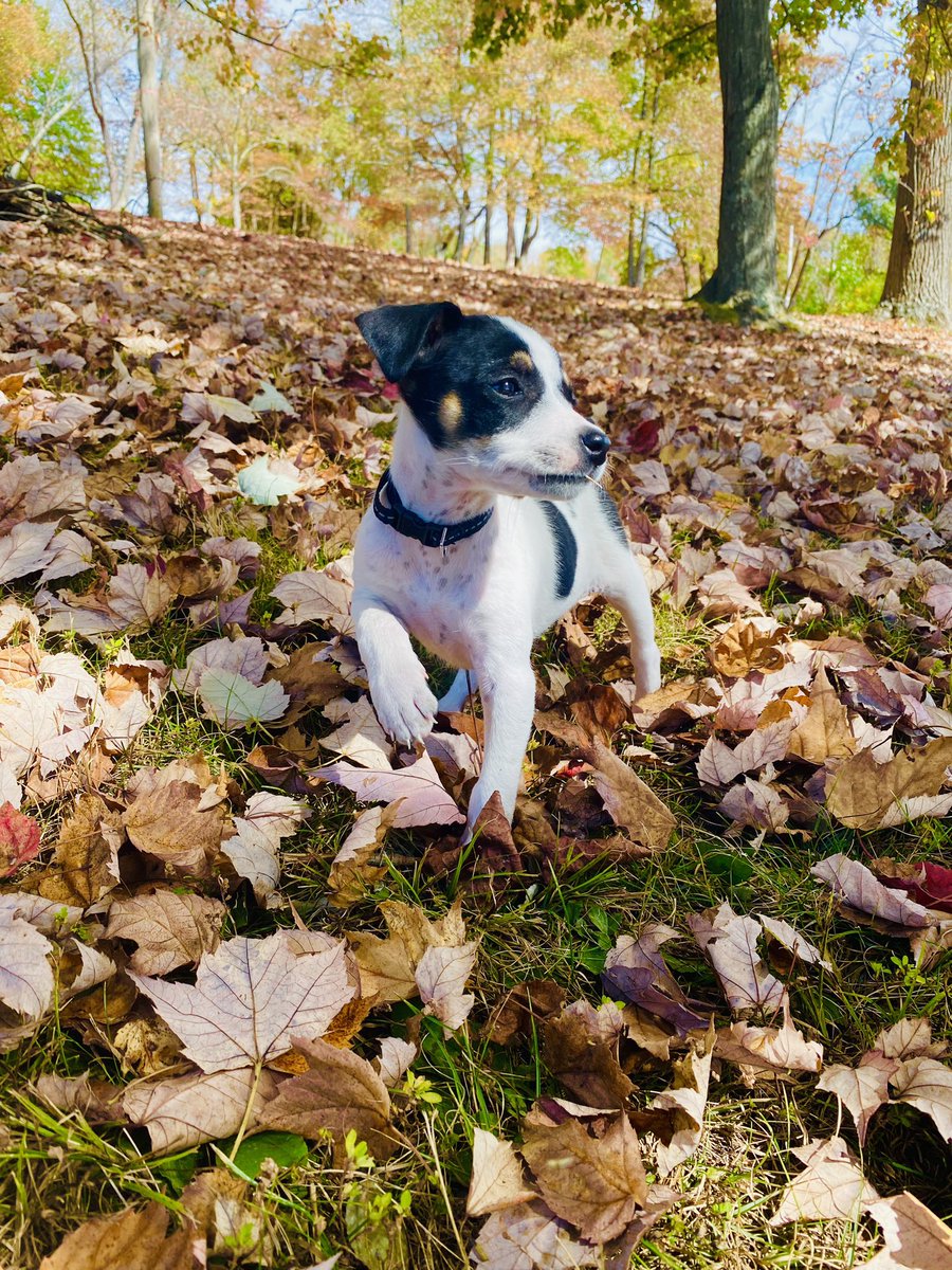 DrDanWells's tweet photo. To break your doom scrolling and for my now quarterly tweet, I’d like to introduce you to Elly the Mountain Feist. https://t.co/W6e6GkSzsd