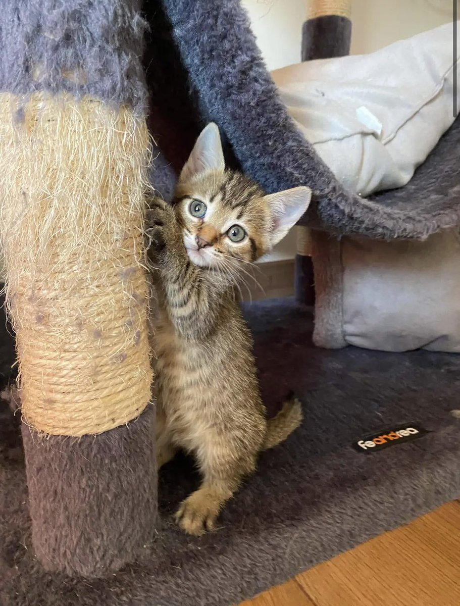 LisaHayq's tweet photo. Mon frère a acheté un chat 🥹 https://t.co/KiMKvN86Bo