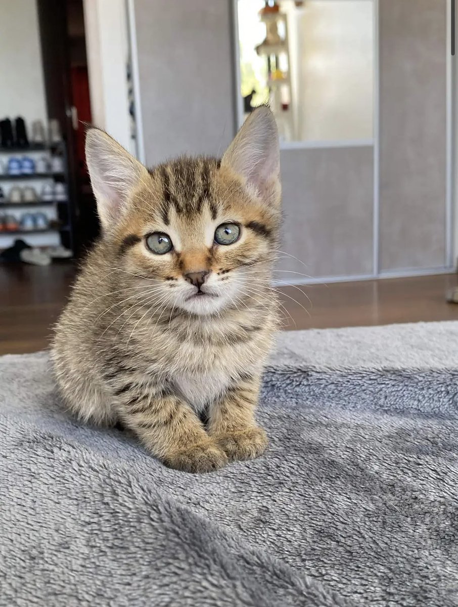 LisaHayq's tweet photo. Mon frère a acheté un chat 🥹 https://t.co/KiMKvN86Bo
