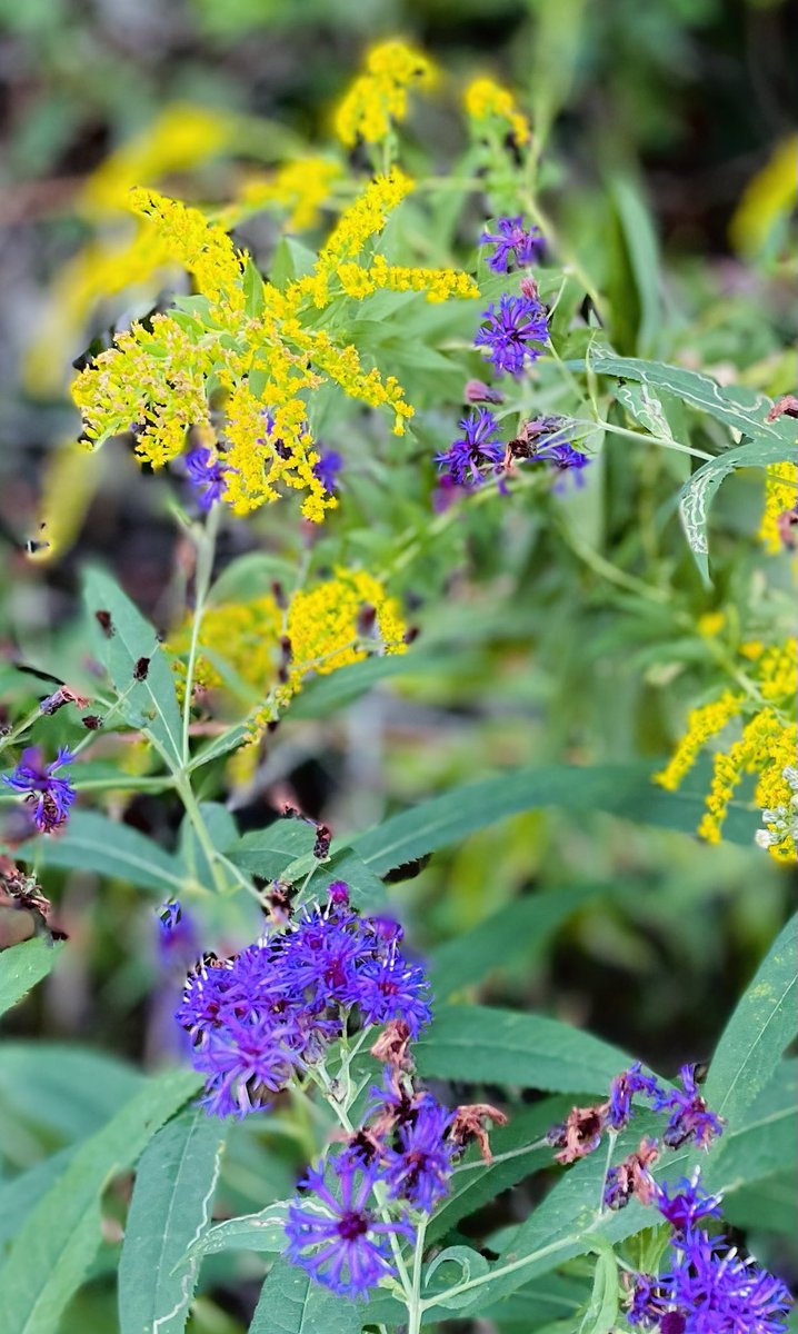 Caroline Roemer tweet media