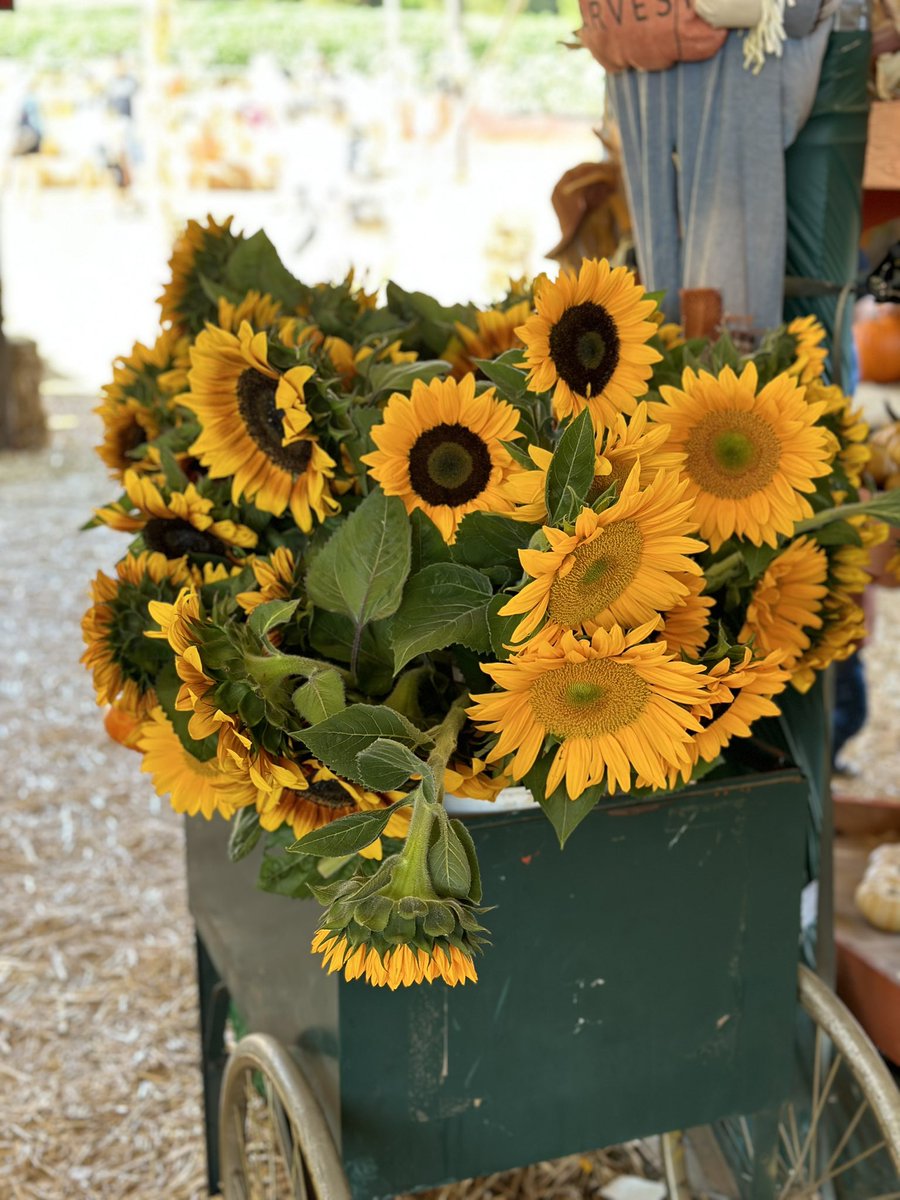 Check out the Rancho Bernardo Pumpkin Station!
🎃 🌻 🌽 

- The hay ride, corn maze, train ride and petting zoo are all $5 each.

- We found fresh, beautiful pumpkins for $9 each. They range in size and price. 

#PumpkinPatch #PumpkinStation #SanDiego
