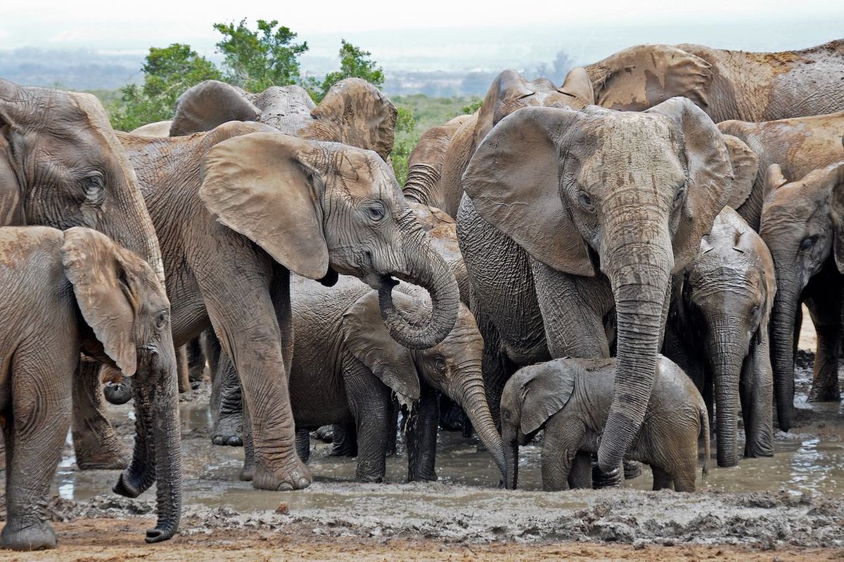 fiekah_balqis's tweet photo. A wise elephant always knows the way.๐โ
#WildlifePhotographer #AnimalAdvocate #PlanetEarth #EcoExplorer https://t.co/guQAPDlsJL