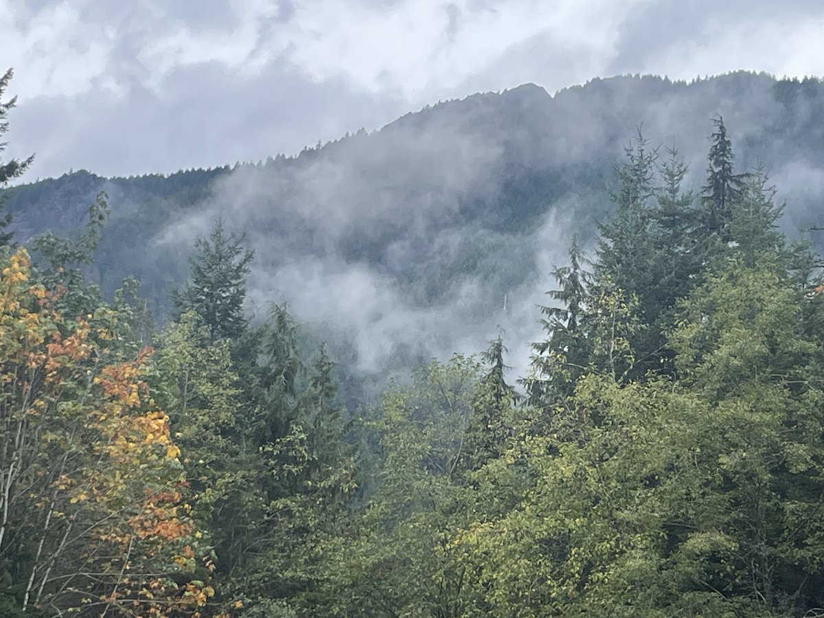 FraterViator's tweet photo. When times are at their worst in the wider world, the mountain brings me peace. I love this misty mountain I am blessed to live on. https://t.co/6HmicbzQk3