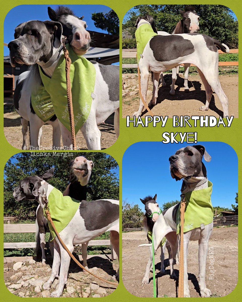 It's Skye's 3rd Birthday today! Skye & Hot Fudge Sundae enjoyed some playtime during the #eclipse today 🩷 #birthday #itsmybirthday #birthdaydog #dogbirthday #greatdane #GreatDaneLove