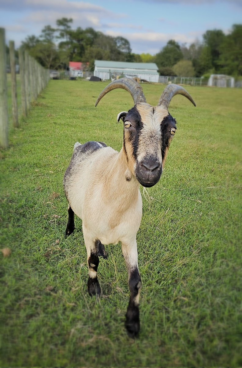 Flip Side Sanctuary tweet media