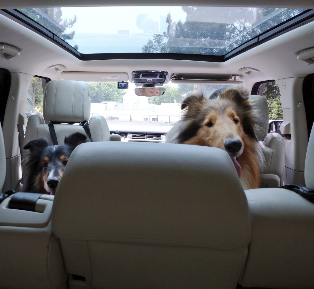 日中も涼しくなってきたので
昨日(10/14)久しぶりに
新舞子のドッグランに😊
アネラはバイクやボートの音に
全力疾走🐶 大忙しでした😆
マノアは他のワンちゃんと楽しそうにしていました🙆
わんこ達が本当に楽しそうで
すごく嬉しかったです🍀✨✨
またお出掛けしようね💟🐶🐶💟