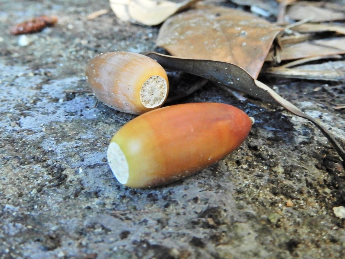 どんぐり⭐︎様ご確認用 どんぐりころころ – 4claps どんぐりころころ様 確認用