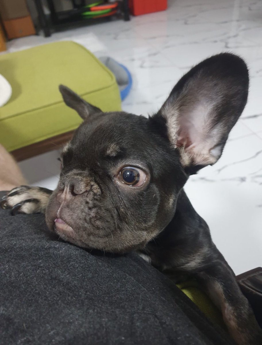 srchaptrcia's tweet photo. aawww baby bonbon 💕
#bonbonbaby007 #beckysangels https://t.co/Ri0nb3tgeS