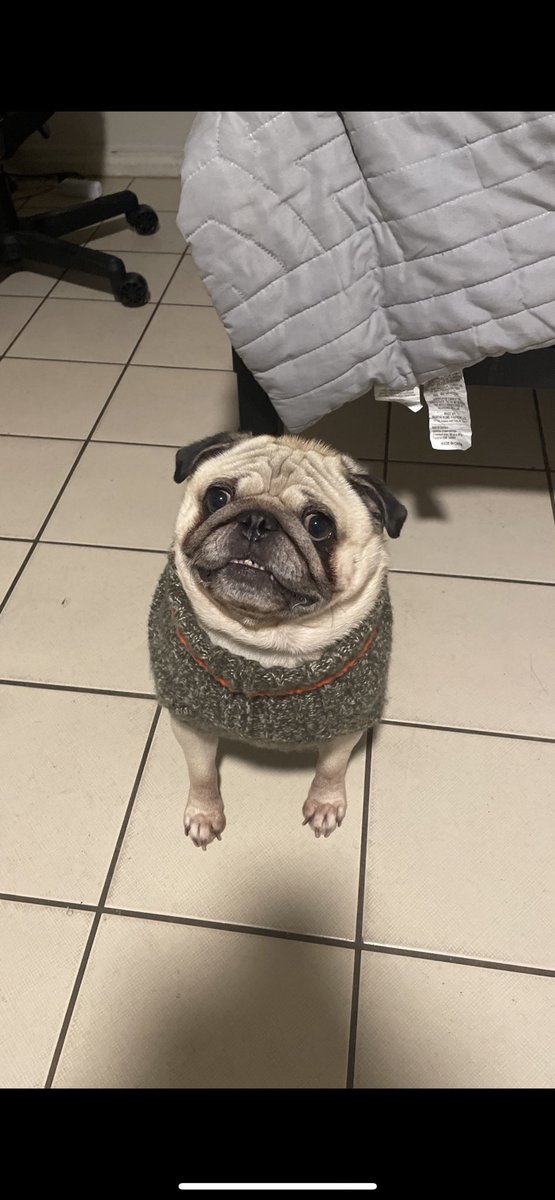 Cheddar in a sweater