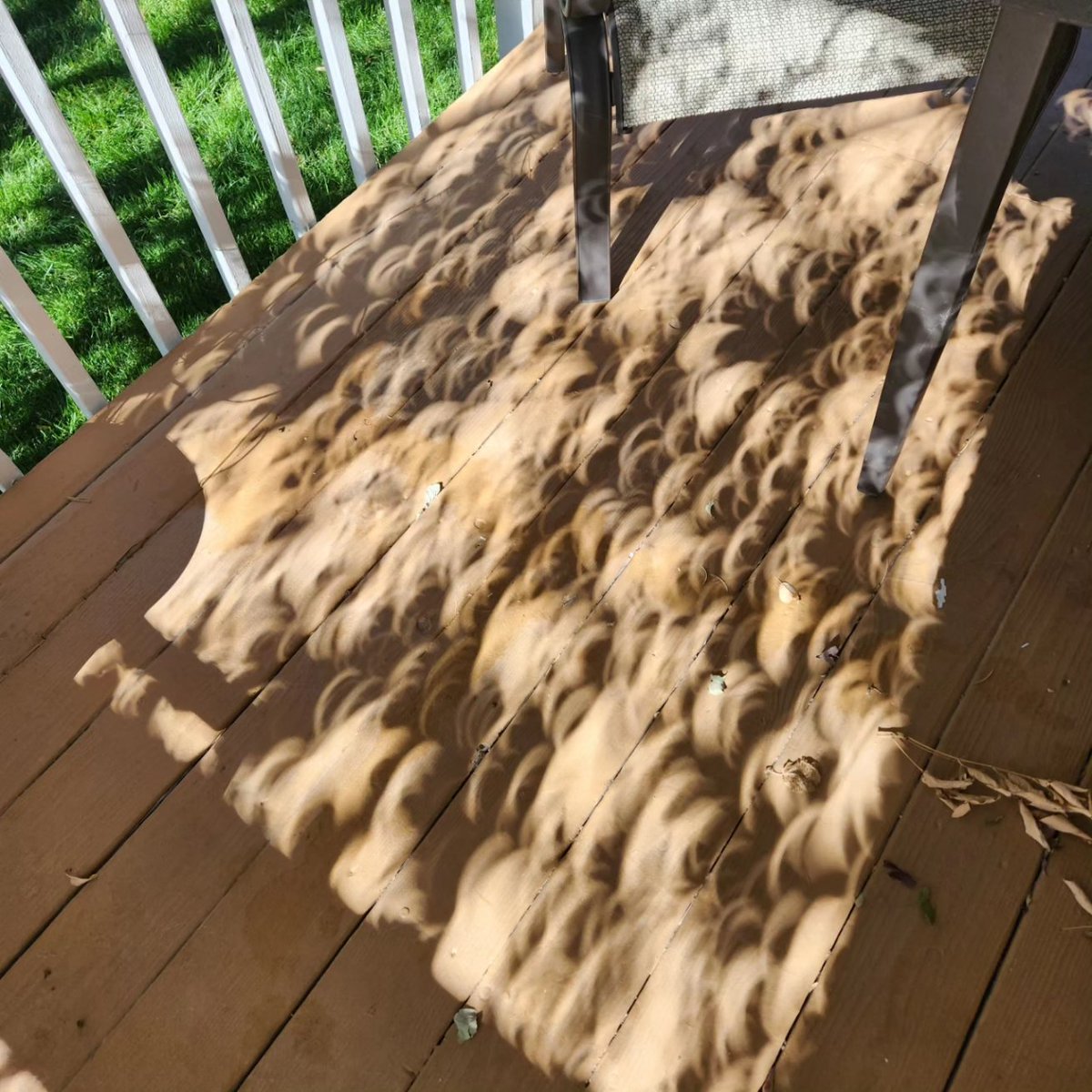 weird07's tweet image. Partial eclipse in Denver today!! Such cool shadows. 🌒