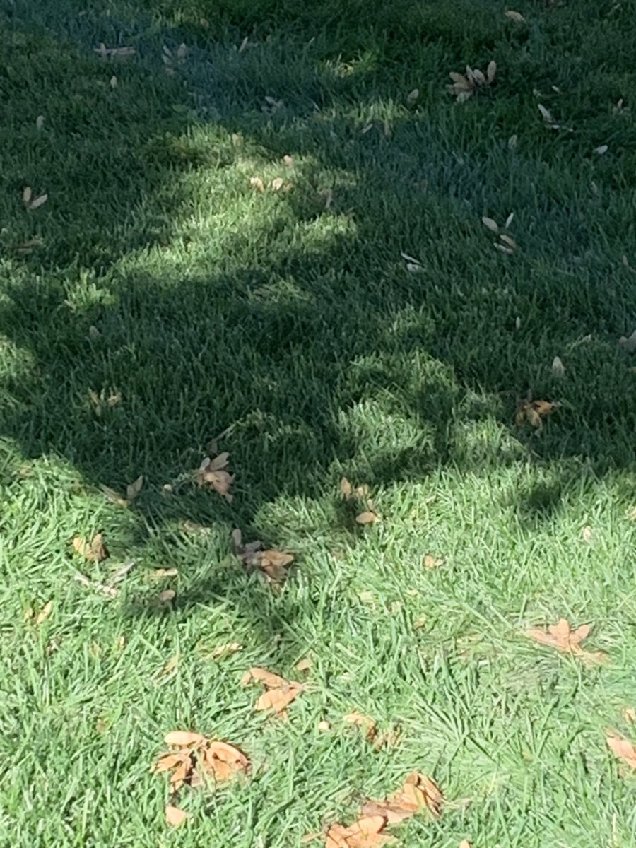 WHSAPBio's tweet photo. Solar eclipse shadow effect Fillmore UT ~10:30 am https://t.co/5UylZwPjWo